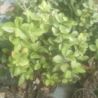 نهال گلدانی تضمینی شوط