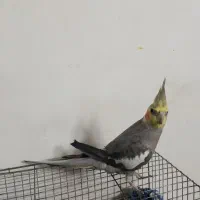 جوجه عروس هلندی هشت ماهه