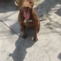 پیت بول تریر ماده معاوضه با توله پامر یا اردک غاز|سگ|بابلسر, |دیوار