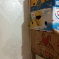 کارتن برای اثباب کشی