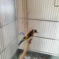 سهره زاده قفس کلکسیونی