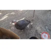 فروش بوقلمون ماده  قیمت مناسب