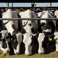 استخدام کارگر دامداری با مسکن رایگان