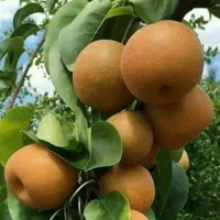 فروش نهال گلابی پرتقالی