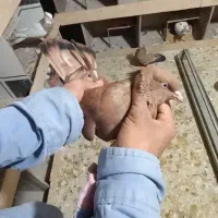 کله ای ،پرتقالی ماده امیدیه