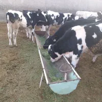 گوساله نر قطع شیر