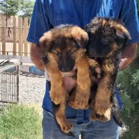 مرکز تخصصی سگ های گارد توله های اورجینال|سگ|گرمدره, |دیوار