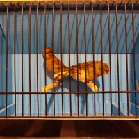 قناری|پرنده|کرج, عظیمیه|دیوار