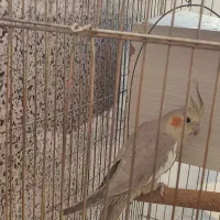 عروس هلندی