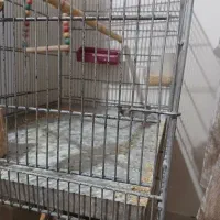 فنچ|پرنده|شاهین‌شهر, طالقانی|دیوار