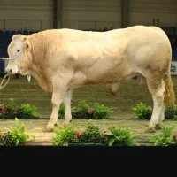 شریک و سرمایه گذار در گاوداری گوشتی