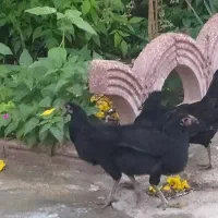 مرغ محلی  معامله با کبوترخورموج|پرنده|خورموج, |دیوار