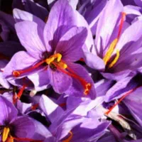 گل زعفران تازه