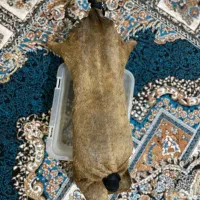 خیگ سالم فروشی