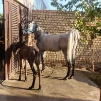 مادیان پرخون