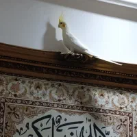 عروس هلندی لوتینو|پرنده|رشت, سیا اسطلخ|دیوار