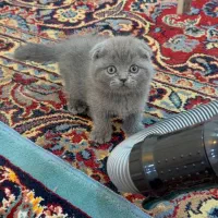 اسکاتیش وبریتیش بلو وگلد|گربه|شیراز, معالیآباد|دیوار