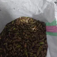 فروش بلوط یاسوج ریز و تمیز|خوردنی و آشامیدنی|ایذه, |دیوار