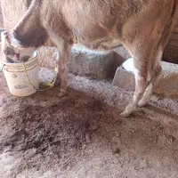 گوساله یا گاو‌ ماده آلمانی سیمینتال|حیوانات مزرعه|اهواز, کیانشهر|دیوار