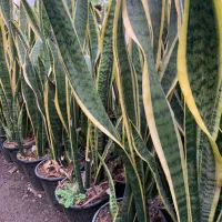 فروش ویژه گل به قیمت عمده|گل و گیاه طبیعی|سبزوار, امیر کبیر|دیوار