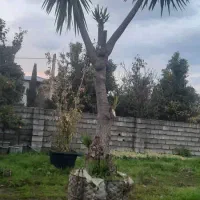 جابجایی و کاشت درختان با محیط بن های مختلف