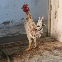 حراج خروس ودوتک نژاددارگلین|حیوانات مزرعه|اصفهان, خواجو|دیوار