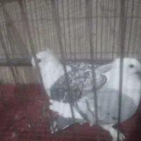 کبوتر تزیینی(چنگ موشی سینه فر)