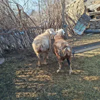 توقلی دامازدیخ