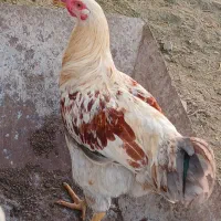 خروس و کاتیک۴۰۰تومن|حیوانات مزرعه|سیاهکل, |دیوار