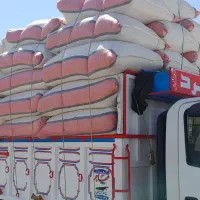 کاه نرم گوسفندی کردستان