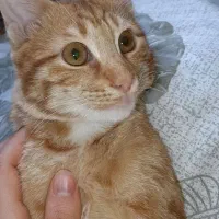 واگذاری گربه پسر