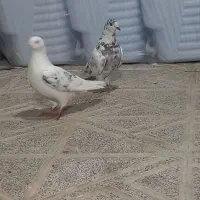 طوقی|پرنده|ارشق, |دیوار