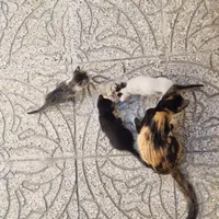 گربه