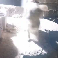 سگ پا کوتاه