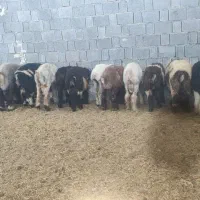 بره پای پروار