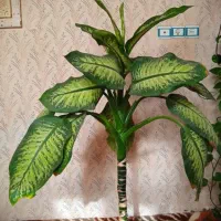 گل طبیعی، خانگی