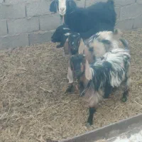 بزغاله دورگ پاکستانی