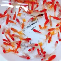 (گلفیش) (ماهی‌قرمز)