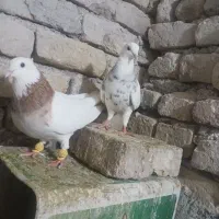 کفتر رنگه