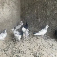 بچه کفتر پرشی
