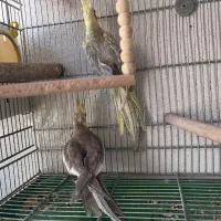 جفت عروس هلندی جوجه داده