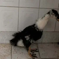 جوجه اردک سه ماهه
