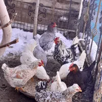 تخم نطفه دارگلین