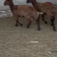 قوچ همو بره قوچ همو هترو