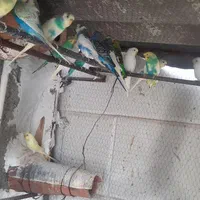 بالغ جفتی ۴۵۰۰۰۰ ...جوجه یکماه جفتی ۲۰۰۰۰۰|پرنده|گرگان, |دیوار