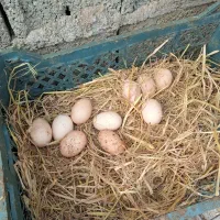 تخم مرغ نطفه دار گلپایگان درجه یک، صددرصد تضمینی