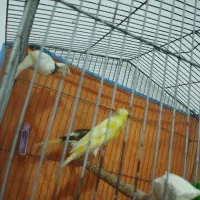 پرنده|پرنده|خرمشهر, |دیوار