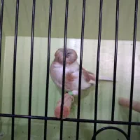 قناری  گلاستر  اورجینال|پرنده|شیراز, سینما سعدی|دیوار