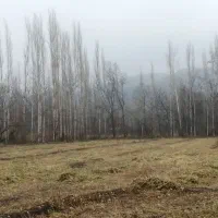 شنبله علف یونجه