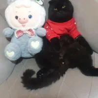 گربه اسکاتیش نرخالص|گربه|گرگان, |دیوار